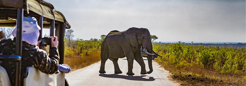Safari participants taking photos from their jeep of an elephant crossing the road in South Africa
